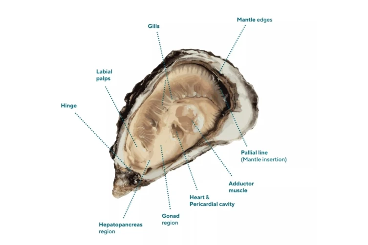 oyster oyster