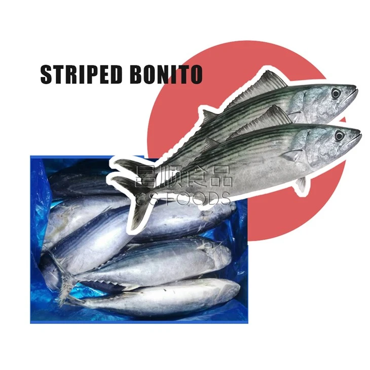 Whole Round Frozen Striped Bonito